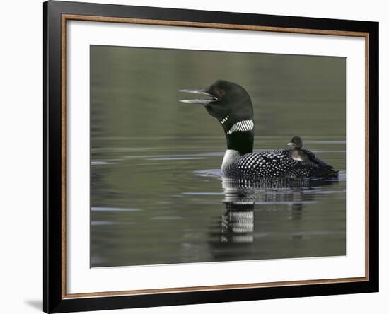 Common Loon Calling with Chick Riding on Back in Water, Kamloops, British Columbia, Canada-Arthur Morris-Framed Photographic Print