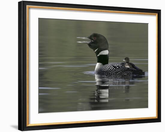 Common Loon Calling with Chick Riding on Back in Water, Kamloops, British Columbia, Canada-Arthur Morris-Framed Photographic Print