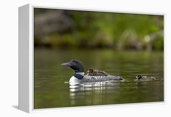 Common Loon (Gavia Immer) Adult and Two Chicks, British Columbia, Canada-James Hager-Framed Premier Image Canvas