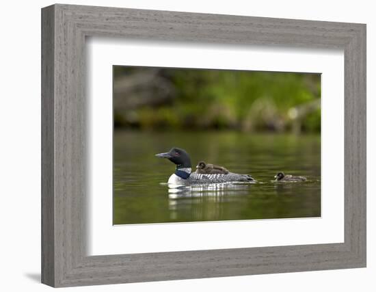 Common Loon (Gavia Immer) Adult and Two Chicks, British Columbia, Canada-James Hager-Framed Photographic Print