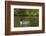 Common Loon (Gavia Immer) Adult and Two Chicks, British Columbia, Canada-James Hager-Framed Photographic Print