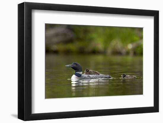 Common Loon (Gavia Immer) Adult and Two Chicks, British Columbia, Canada-James Hager-Framed Photographic Print