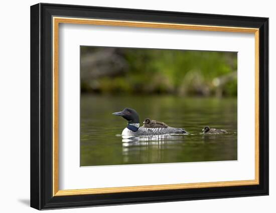 Common Loon (Gavia Immer) Adult and Two Chicks, British Columbia, Canada-James Hager-Framed Photographic Print