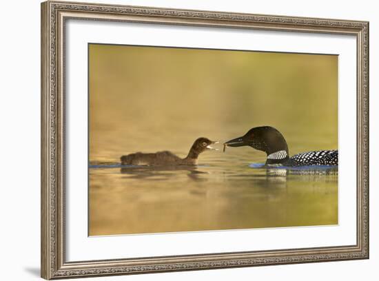 Common Loon (Gavia Immer) Adult Feeding a Chick, British Columbia, Canada-James Hager-Framed Photographic Print