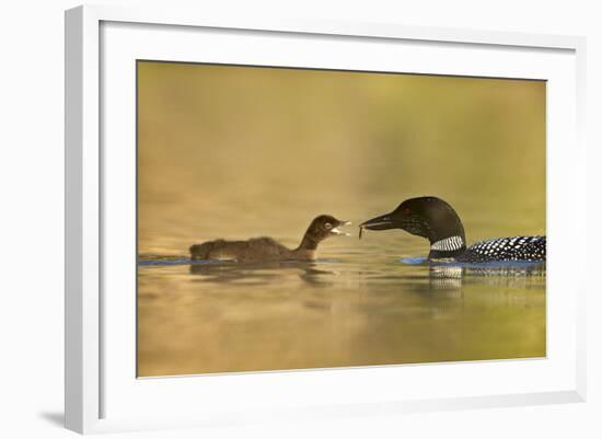 Common Loon (Gavia Immer) Adult Feeding a Chick, British Columbia, Canada-James Hager-Framed Photographic Print