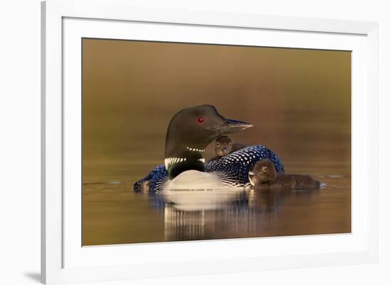 Common Loon (Gavia immer) adult with two chicks, Lac Le Jeune Provincial Park, British Columbia, Ca-James Hager-Framed Photographic Print