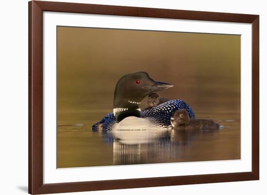 Common Loon (Gavia immer) adult with two chicks, Lac Le Jeune Provincial Park, British Columbia, Ca-James Hager-Framed Photographic Print