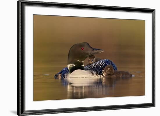 Common Loon (Gavia immer) adult with two chicks, Lac Le Jeune Provincial Park, British Columbia, Ca-James Hager-Framed Photographic Print