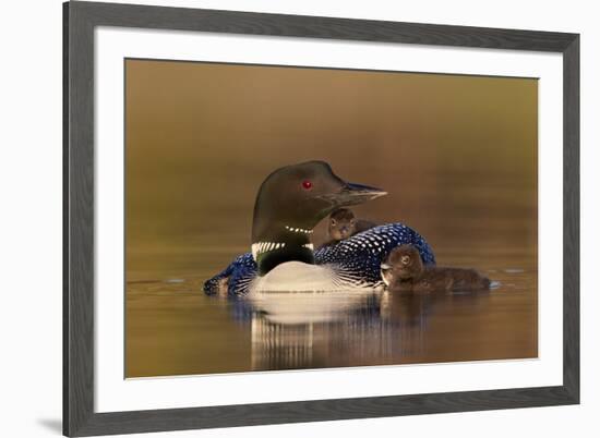 Common Loon (Gavia immer) adult with two chicks, Lac Le Jeune Provincial Park, British Columbia, Ca-James Hager-Framed Photographic Print