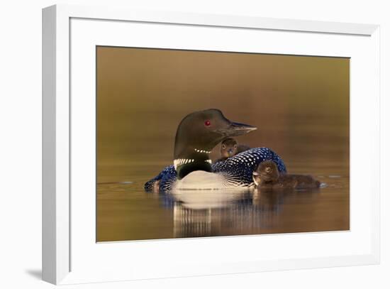 Common Loon (Gavia immer) adult with two chicks, Lac Le Jeune Provincial Park, British Columbia, Ca-James Hager-Framed Photographic Print