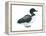 Common Loon (Gavia Immer), Birds-Encyclopaedia Britannica-Framed Stretched Canvas