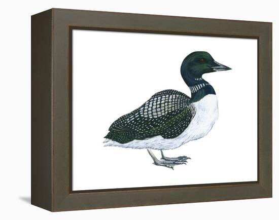 Common Loon (Gavia Immer), Birds-Encyclopaedia Britannica-Framed Stretched Canvas