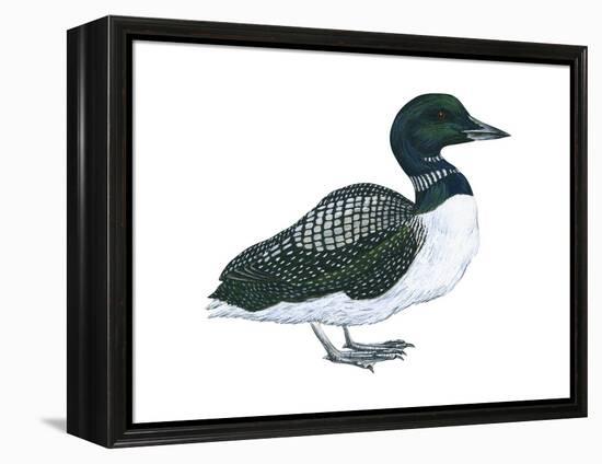 Common Loon (Gavia Immer), Birds-Encyclopaedia Britannica-Framed Stretched Canvas