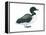 Common Loon (Gavia Immer), Birds-Encyclopaedia Britannica-Framed Stretched Canvas