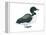 Common Loon (Gavia Immer), Birds-Encyclopaedia Britannica-Framed Stretched Canvas