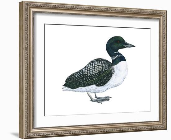 Common Loon (Gavia Immer), Birds-Encyclopaedia Britannica-Framed Art Print