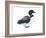 Common Loon (Gavia Immer), Birds-Encyclopaedia Britannica-Framed Art Print