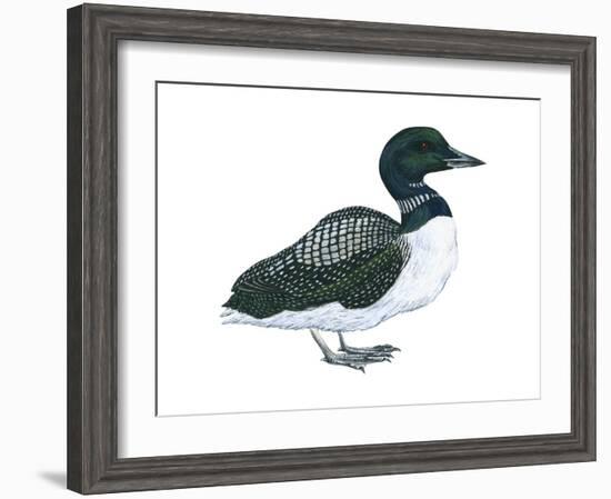 Common Loon (Gavia Immer), Birds-Encyclopaedia Britannica-Framed Art Print