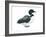 Common Loon (Gavia Immer), Birds-Encyclopaedia Britannica-Framed Art Print