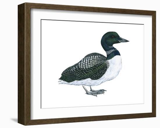 Common Loon (Gavia Immer), Birds-Encyclopaedia Britannica-Framed Art Print