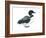 Common Loon (Gavia Immer), Birds-Encyclopaedia Britannica-Framed Art Print