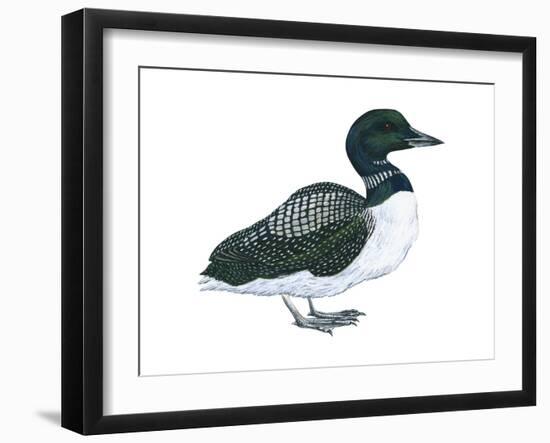 Common Loon (Gavia Immer), Birds-Encyclopaedia Britannica-Framed Art Print