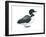 Common Loon (Gavia Immer), Birds-Encyclopaedia Britannica-Framed Art Print