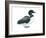 Common Loon (Gavia Immer), Birds-Encyclopaedia Britannica-Framed Art Print