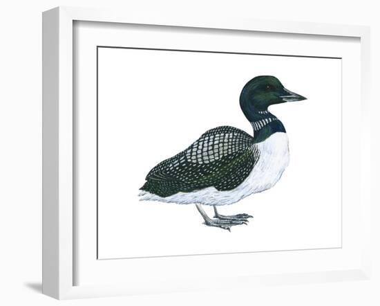 Common Loon (Gavia Immer), Birds-Encyclopaedia Britannica-Framed Art Print