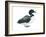 Common Loon (Gavia Immer), Birds-Encyclopaedia Britannica-Framed Art Print