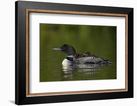 Common Loon (Gavia Immer) Chicks Riding on their Mother's Back, British Columbia, Canada-James Hager-Framed Photographic Print