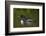 Common Loon (Gavia Immer) Chicks Riding on their Mother's Back, British Columbia, Canada-James Hager-Framed Photographic Print