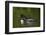 Common Loon (Gavia Immer) Chicks Riding on their Mother's Back, British Columbia, Canada-James Hager-Framed Photographic Print