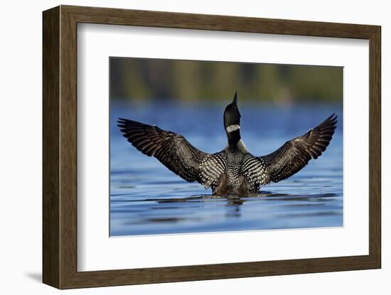 Common Loon (Gavia Immer) Stretching its Wings, British Columbia, Canada-James Hager-Framed Photographic Print