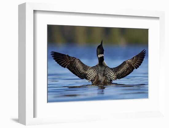 Common Loon (Gavia Immer) Stretching its Wings, British Columbia, Canada-James Hager-Framed Photographic Print