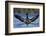 Common Loon (Gavia Immer) Stretching its Wings, British Columbia, Canada-James Hager-Framed Photographic Print