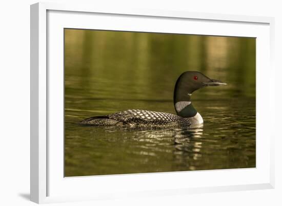 Common loon male on Beaver Lake near Whitefish, Montana, USA-Chuck Haney-Framed Photographic Print