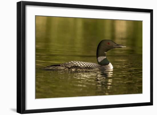 Common loon male on Beaver Lake near Whitefish, Montana, USA-Chuck Haney-Framed Photographic Print