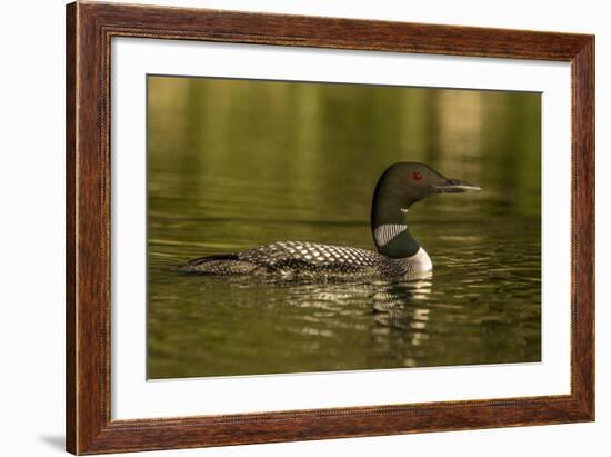 Common loon male on Beaver Lake near Whitefish, Montana, USA-Chuck Haney-Framed Photographic Print