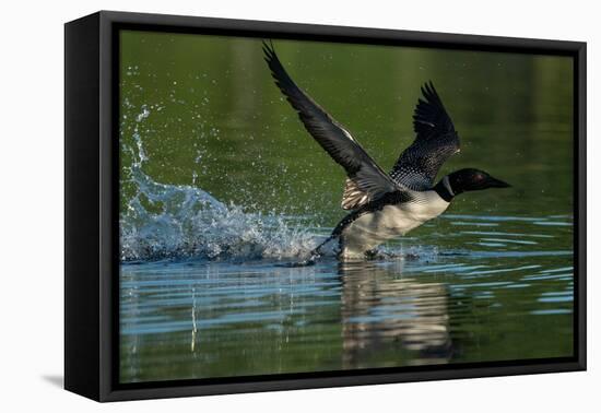 Common loon running across water to take flight-Marie Read-Framed Premier Image Canvas