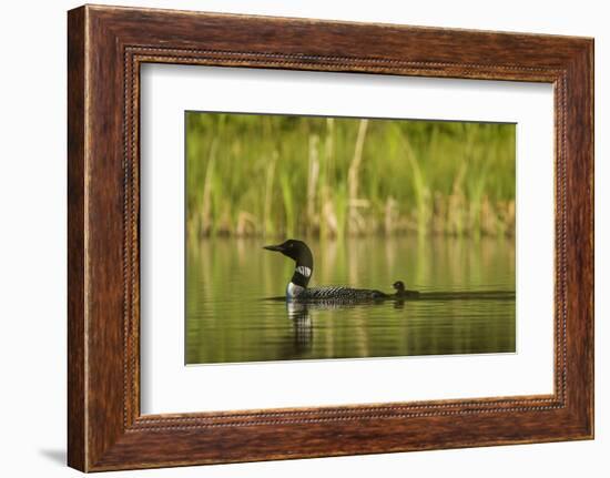 Common Loon with Newborn Chick on Small Mountain Lake Near Whitefish, Montana, Usa-Chuck Haney-Framed Photographic Print