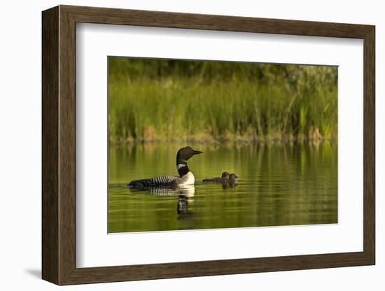 Common Loon with Pair of Newborn Chick on Small Mountain Lake Near Whitefish, Montana, Usa-Chuck Haney-Framed Photographic Print