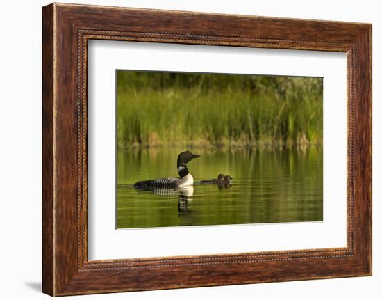 Common Loon with Pair of Newborn Chick on Small Mountain Lake Near Whitefish, Montana, Usa-Chuck Haney-Framed Photographic Print