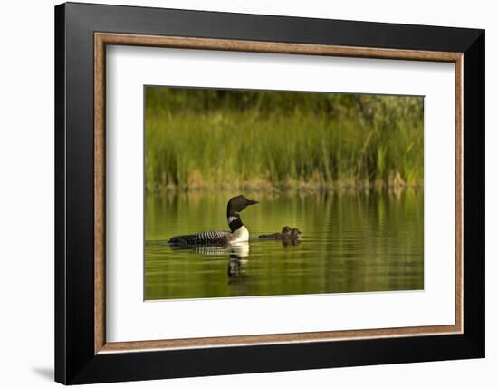 Common Loon with Pair of Newborn Chick on Small Mountain Lake Near Whitefish, Montana, Usa-Chuck Haney-Framed Photographic Print