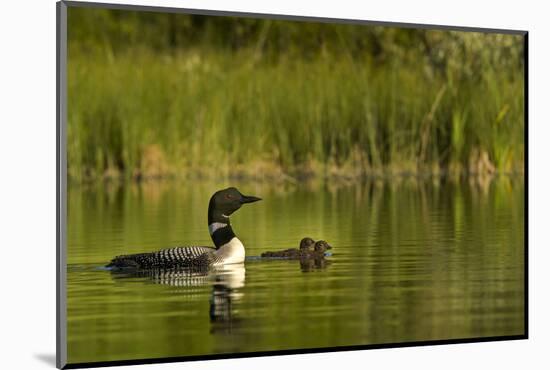 Common Loon with Pair of Newborn Chick on Small Mountain Lake Near Whitefish, Montana, Usa-Chuck Haney-Mounted Photographic Print
