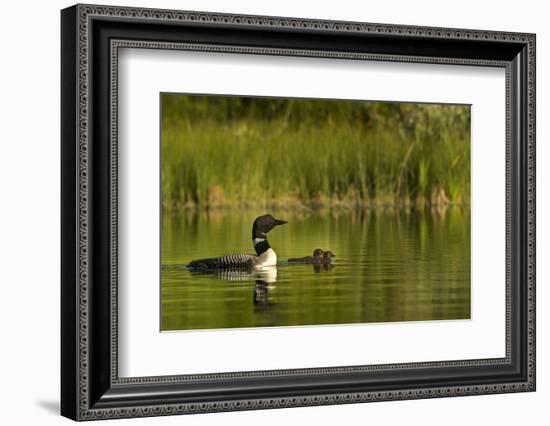 Common Loon with Pair of Newborn Chick on Small Mountain Lake Near Whitefish, Montana, Usa-Chuck Haney-Framed Photographic Print