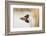 Common Loon-Lynn M^ Stone-Framed Photographic Print