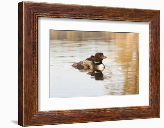 Common Loon-Lynn M^ Stone-Framed Photographic Print