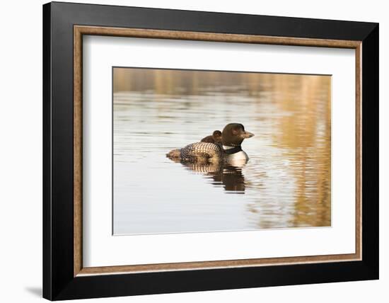 Common Loon-Lynn M^ Stone-Framed Photographic Print