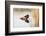 Common Loon-Lynn M^ Stone-Framed Photographic Print